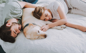 Quanto dormono i cani