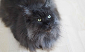 Come spazzolare i gatti