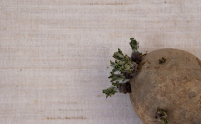 Patate germogliate
