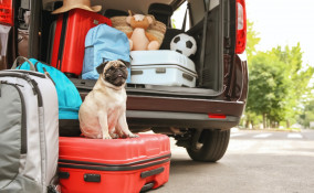 cane, vacanza, valigia