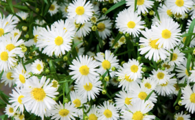 esperimento colore fiori