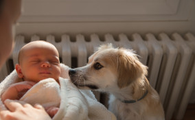 Cane e neonato