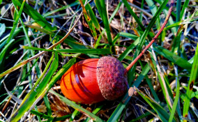 decorazioni natalizie ghiande