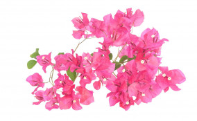 Bouganville in inverno