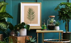 angolo piante grasse casa, angolo piante casa