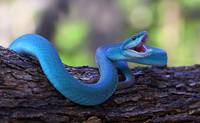 Sognare un serpente che morde