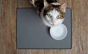 Ciotola dell'acqua del gatto