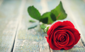 Rose rosse