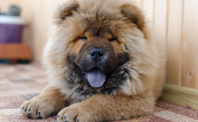 Chow Chow