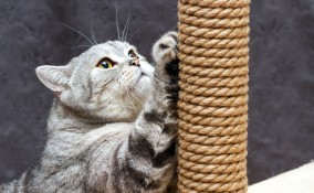 tiragraffi fai da te originale