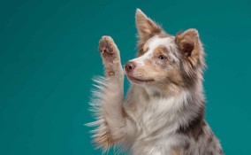 Come insegnare al cane a dare la zampa