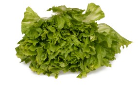 come coltivare scarola, coltivare indivia