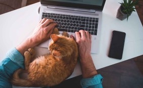 Come dimostrano affetto i gatti