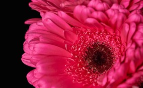 Piante da interno con fiori