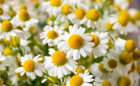 Camomilla