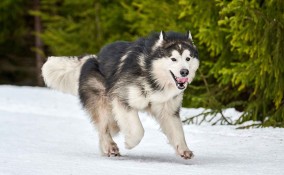 Alaskan Malamute