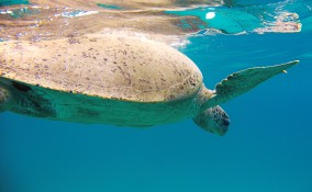 tartarughe curiosità