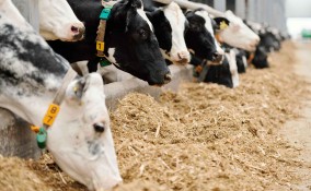 Quanto inquinano gli allevamenti intensivi 