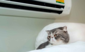 Aria condizionata e animali domestici
