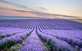 Campi di lavanda in Provenza