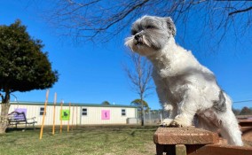 Addestramento dei cani