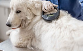 Microchip nei cani