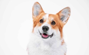 Nomi dei cani della Regina Elisabetta II