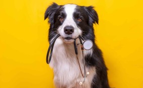 Quante volte andare dal veterinario