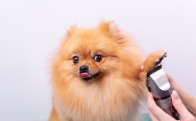 Tosare la pelliccia dei cani in estate