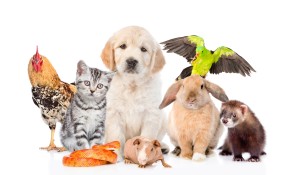 Nomi animali domestici