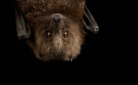Sognare pipistrelli