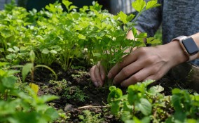 Come coltivare il sedano