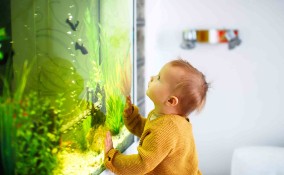 Quale acquario per i pesci scegliere