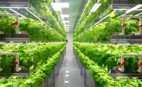 Agricoltura verticale