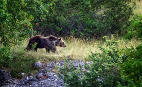giornata mondiale animali