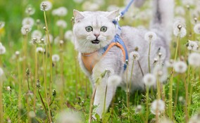 guinzaglio per gatti