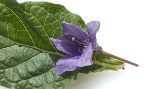 Pianta di mandragora