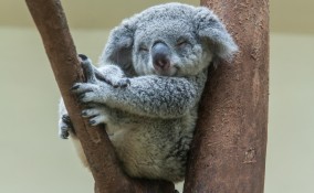 Koala