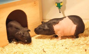 Come prendersi cura di un porcellino d'India