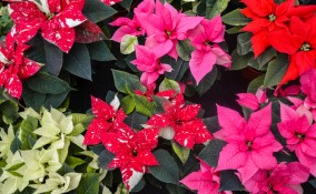 perché la stella di natale non diventa rossa, stella di natale non fa foglie rosse