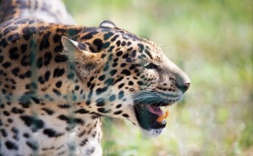 Tigre in estinzione