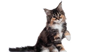 Gatti più belli del mondo