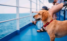 Animali domestici in traghetto