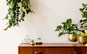 piante da appartamento più resistenti