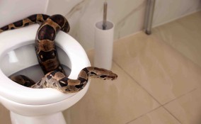 Sognare i serpenti in casa