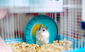 Cosa mangiano i criceti