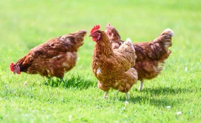 Cosa significa sognare galline