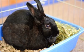 coniglio uso lettiera 