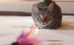 gioco gatto con riciclo