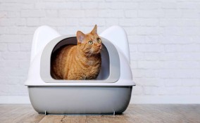 lettiera del gatto